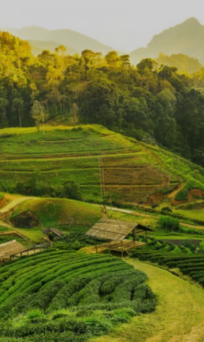 Location Assam Photo